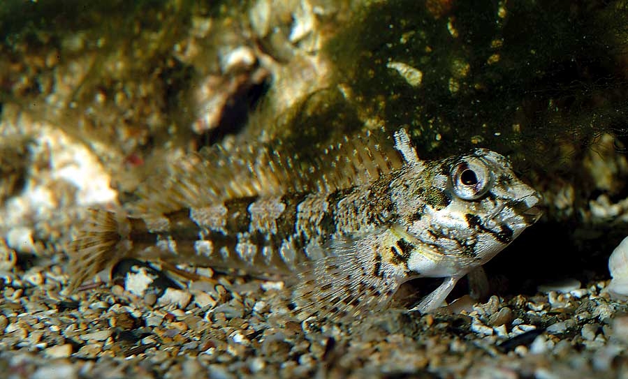 Paralipophrys trigloides (Bavosa capone)